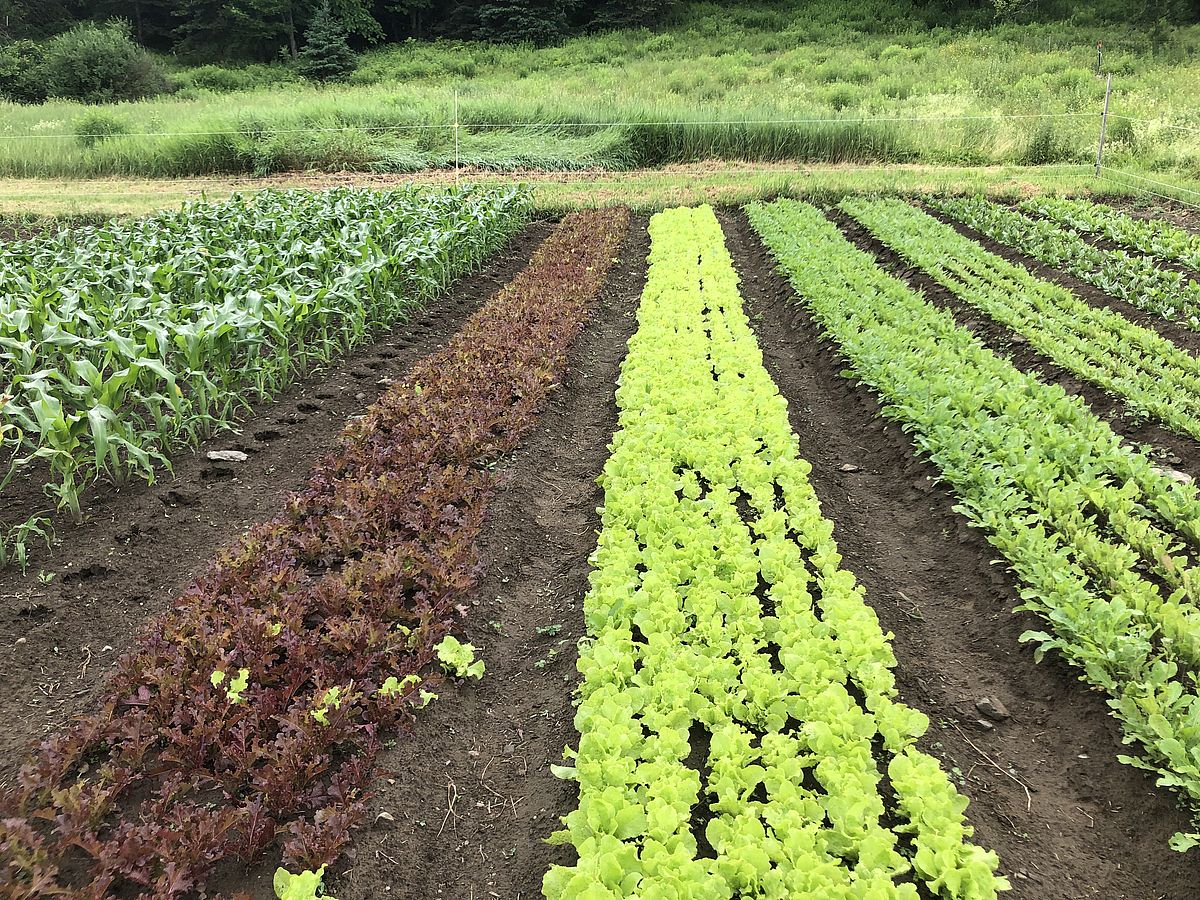 5. Gleaning photo break_Hey Day Farm June 22.2021
